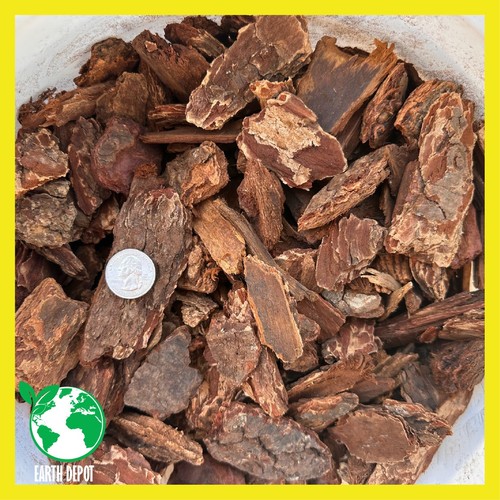 Fresh natural large douglas - natural,